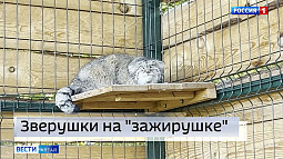 В Барнаульском зоопарке не только манулы копят на зиму жирок