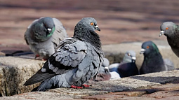 Жителям барнаульских новостроек «запретили» кормить птиц на одной из аллей