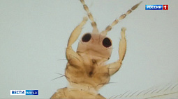 Алтайский край атаковал трипс «Пальма»