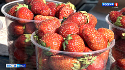 На Алтае стартовал сезон клубники