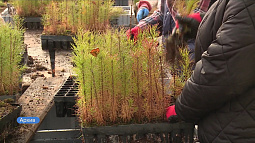 Алтайский край вошёл в пятёрку самых активных регионов-участников всероссийской кампании «Сохраним лес»
