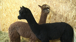 В барнаульском зоопарке новоселье отпраздновали альпаки 