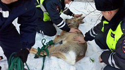 Полиция разбирается в обстоятельствах гибели дикой косули в центре Рубцовска