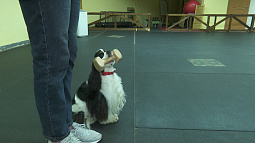 Около 300 собаководов Алтайского края бесплатно научились воспитывать четвероногих друзей 