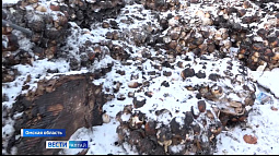 В Омске нашли настоящую яичную свалку