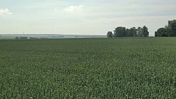 Алтайские селекционеры создали два новых сорта мягкой  яровой пшеницы