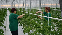 Сотрудники барнаульского тепличного комплекса «Индустриальный» сегодня начали искать новую работу