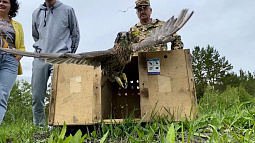 В Алтайском крае в дикую природу выпустили трёх редких соколов-балобанов