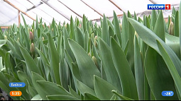 В теплицах Бийска расцвело море тюльпанов