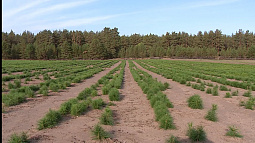 В Алтайском крае лучшим работникам леса вручат премии и награды