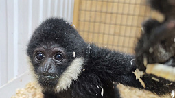 В барнаульском зоопарке у гиббона Билли появилась невеста 
