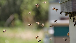 Фермеров из Петропавловского и Усть-Калманского районов привлекут к ответственности за массовую гибель пчёл