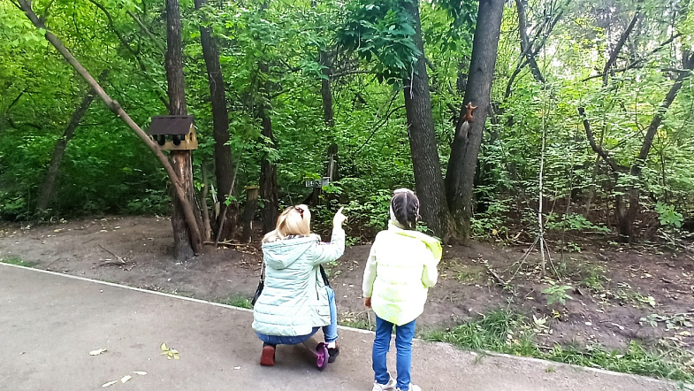 В барнаульском парке Юбилейный стало много белок