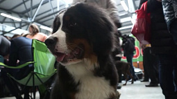 В Барнаул съехались кинологи со всей России