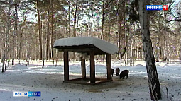 В заказниках Алтайского края инспекторы обустраивают «звериные столовые»