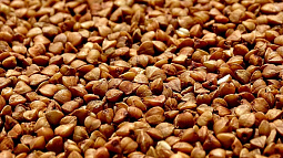  Алтайская гречка способна продлевать жизнь