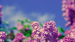 Один раз в год: барнаульцев приглашают посмотреть на цветущий дендрарий