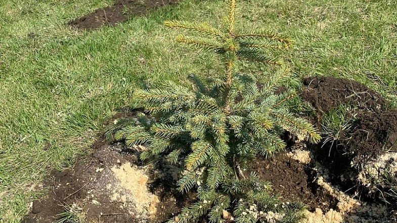 «На одно уничтоженное дерево – посадить два»: как житель Заринска делает город вечнозелёным