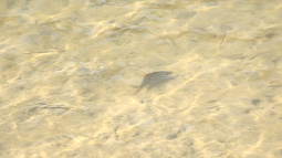 В Обь выпустили пять тонн мальков сазана 