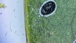 В Алтайский край завезли опасного вредителя