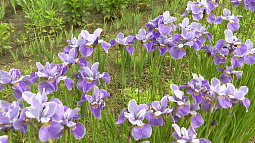 НИИ садоводства Сибири имени Лисавенко ищет сотрудников