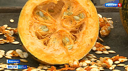 На Западно-Сибирской овощной опытной станции продолжается заготовка семян тыквы