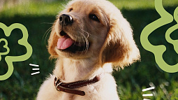 Фестиваль любви к домашним животным впервые пройдёт в Барнауле