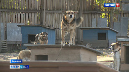 Краевой парламент одобрил новые подходы к борьбе с безнадзорными животными