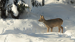 В Алтайском крае косули могут выходить к жилью и трассам