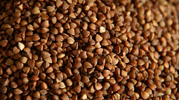 Алтайский край значительно увеличил экспорт зерновой продукции в Беларусь