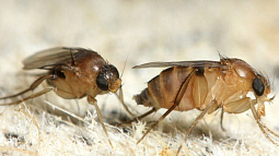  В алтайских теплицах начали устанавливать ловушки для вредителей 