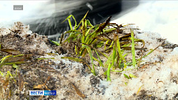 Аномальные морозы в январе не повредили озимые культуры на Алтае