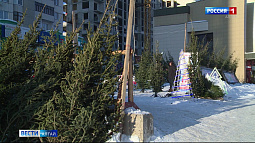 Около 4000 новогодних елей должны заготовить на территории Алтайского края