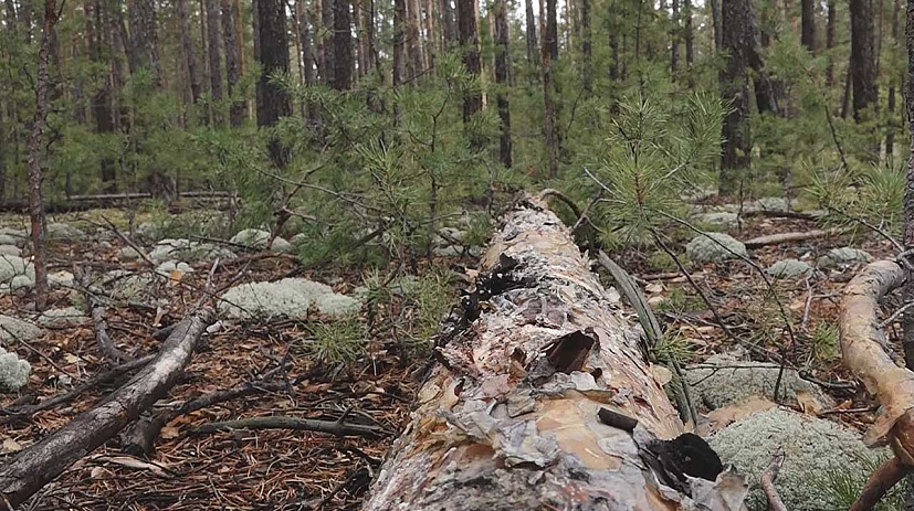В Алтайском крае организованная группа получила реальные сроки за незаконную вырубку деревьев