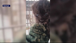 В барнаульском зоопарке показали детёныша чёрной пантеры