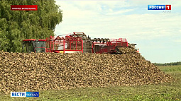 В Алтайском крае продолжается уборка сахарной свёклы