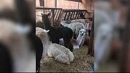 Чилийские альпаки на перине из сена едут в Барнаул из Москвы