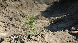 В райцентре Алтайское учащиеся высадили более 4000 сеянцев сосны