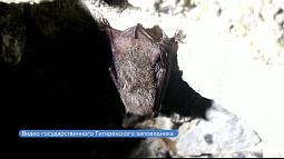 В Алтайском крае учёные обнаружили редчайшую для региона летучую мышь