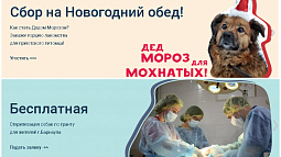 Накануне Нового года приют «Ласка»  напоминает о своих проектах и  благотворительных инициативах