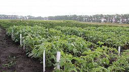 Как в регионах Сибири начинаются весенние полевые работы? 