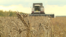 Аграрии Ключевского района вырастили редкую для нашего региона твёрдую пшеницу второго класса