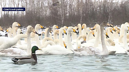 В заказнике «Лебединый» впервые появится тёплое помещение для туристов