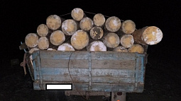 Житель Егорьевского района ночью украл три сосны