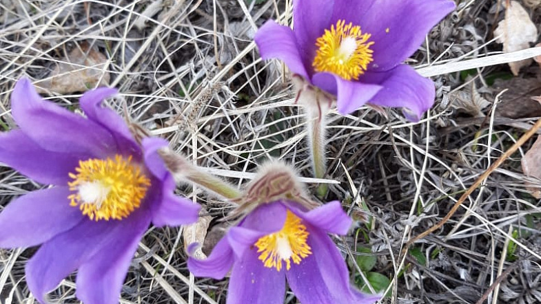 В Алтайском крае расцвели подснежники