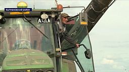 В Кытмановском районе зафиксирована урожайность яровой пшеницы до 80 ц/га. 