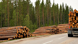 Стало известно, куда вывозят алтайскую древесину