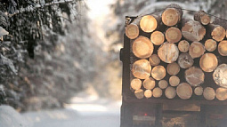 Начальника Белокурихинского лесничества взяли под стражу