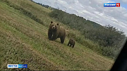 В Заринском районе жители замечают бурых медведей, которые покинули привычные места обитания