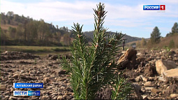 Алтайский край в шестой раз принимает участие в акции «Сохраним лес»